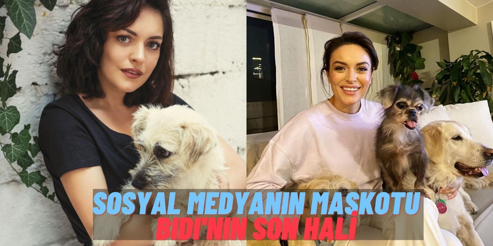 Safiye’ye Hiç Benzemiyor! Ezgi Mola Kimsenin İstemediği Bir Köpeğe Sahip Çıkarak Onu Hayata Döndürdü